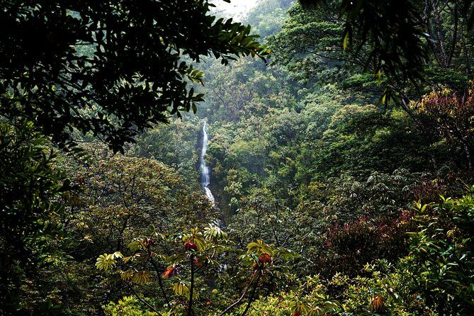 Manoa Waterfall Hike From Waikiki With Healthy Lunch Included - The Small Group Experience and Local Knowledge