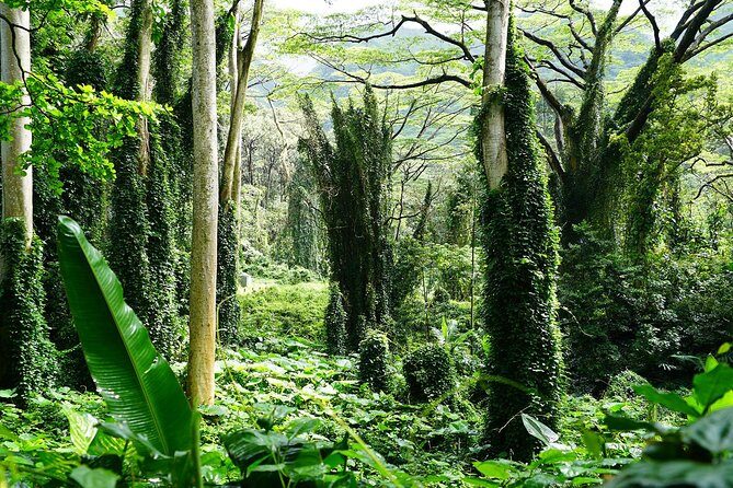 Manoa Waterfall Hike From Waikiki With Healthy Lunch Included - Practical Details and Value
