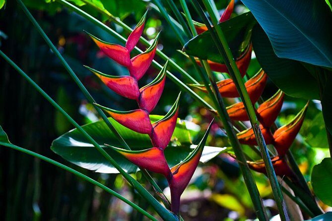 Manoa Waterfall Hike From Waikiki With Healthy Lunch Included - The Sum Up: Why This Tour Is a Solid Choice