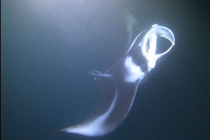 Manta Ray Night Snorkel at Kona, Big Island - An Authentic Nighttime Marine Adventure
