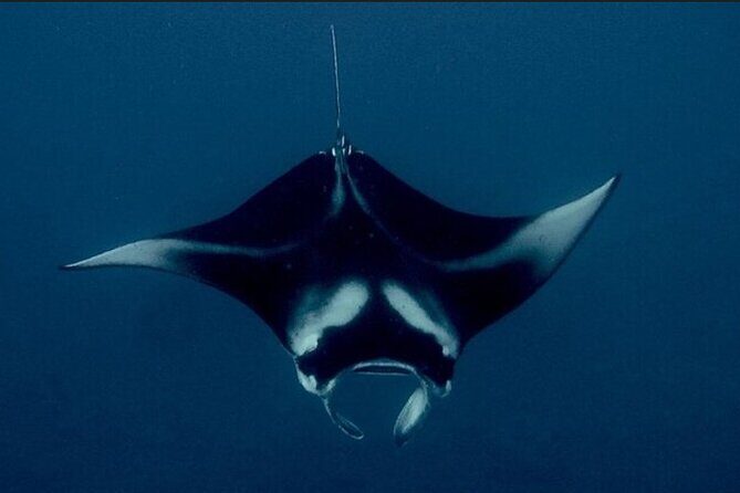 Manta Ray Night Snorkel Experience of a Lifetime - Who Is This Tour Best For?