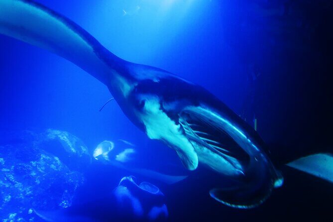 Manta Ray Night Snorkel Experience of a Lifetime - FAQ