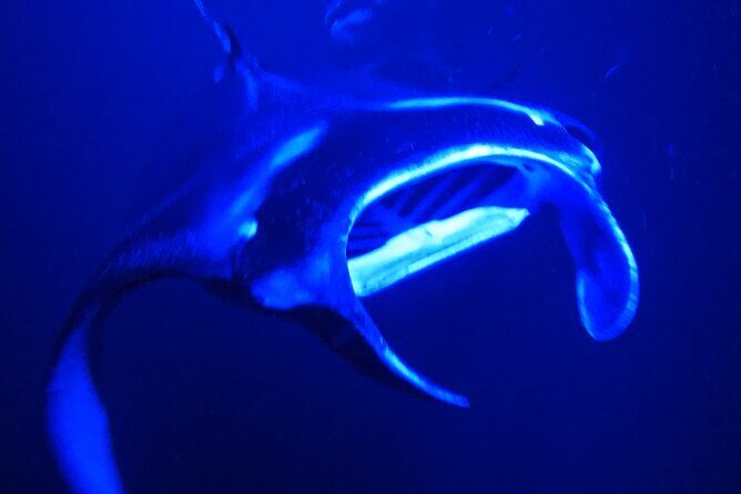 Manta Ray Night Snorkeling Adventure in Kailua-Kona - Who Should Consider This Tour?