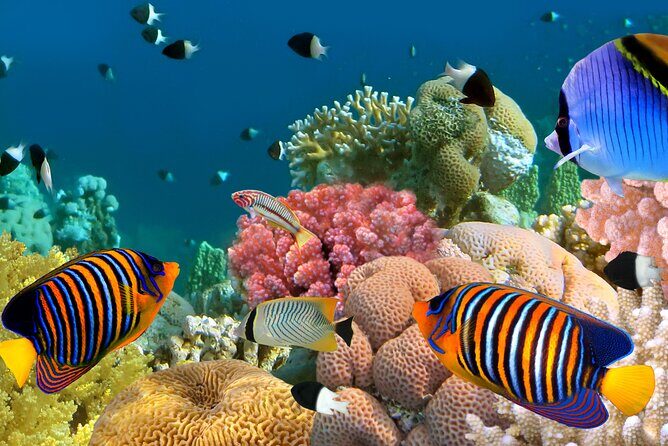 Manta Ray Snorkel Experience - Authentic Feedback and Highlights