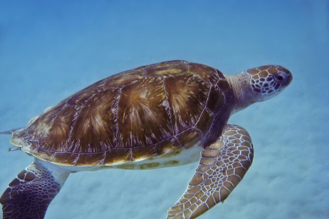 Manta Ray Snorkel Experience - Why This Tour Works for You