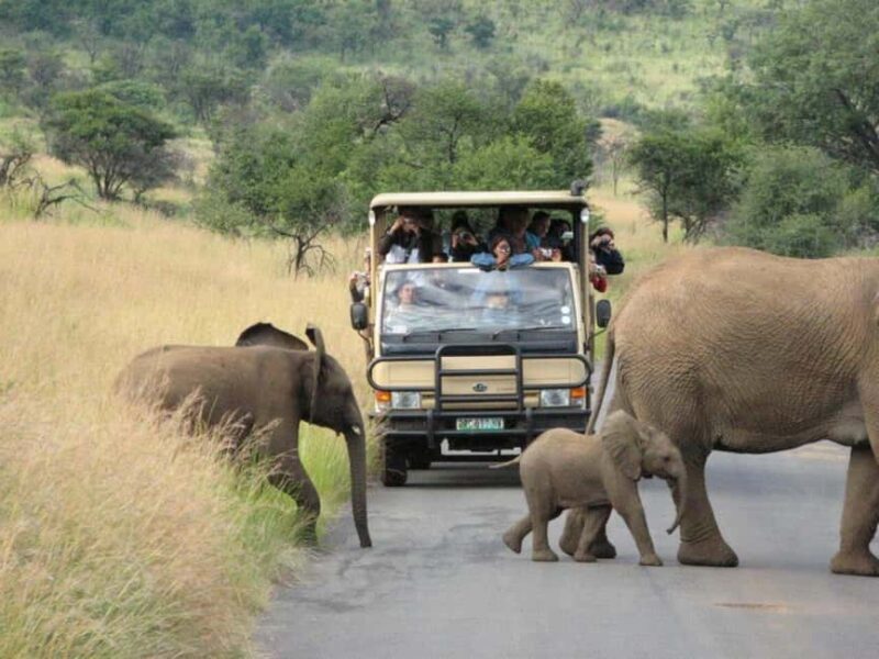 Manyane: 6HGame Drive with Lunch - An In-Depth Look at the Manyane Safari Experience