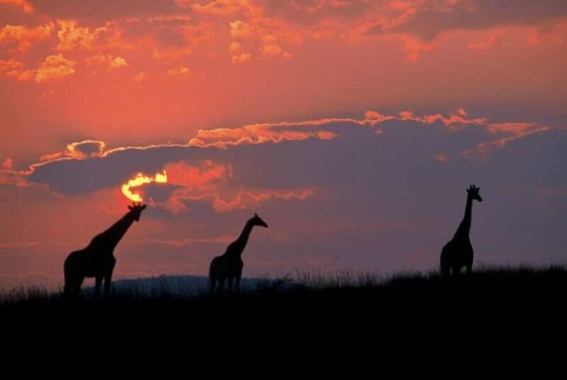 Manyane: 6HGame Drive with Lunch - Who Will Love This Tour?
