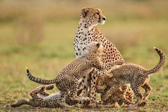 Manyara and Ngorongoro Crater - An Inside Look at the Itinerary