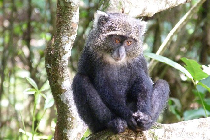 Manyara and Ngorongoro Crater - The Sum Up: A Solid Choice for First-Timers and Wildlife Enthusiasts