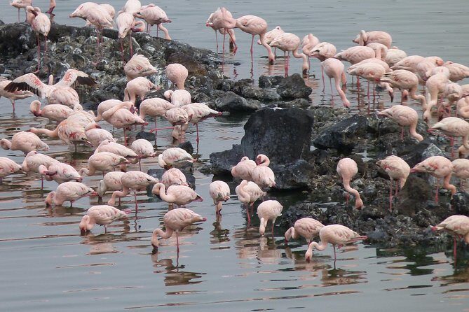 Manyara and Ngorongoro Crater - FAQ