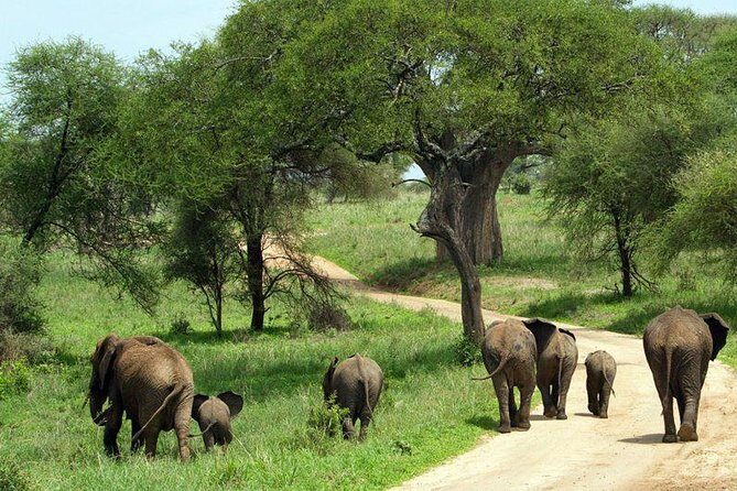 MANYARA & TARANGIRE - 4 Days - Who Should Consider This Tour?