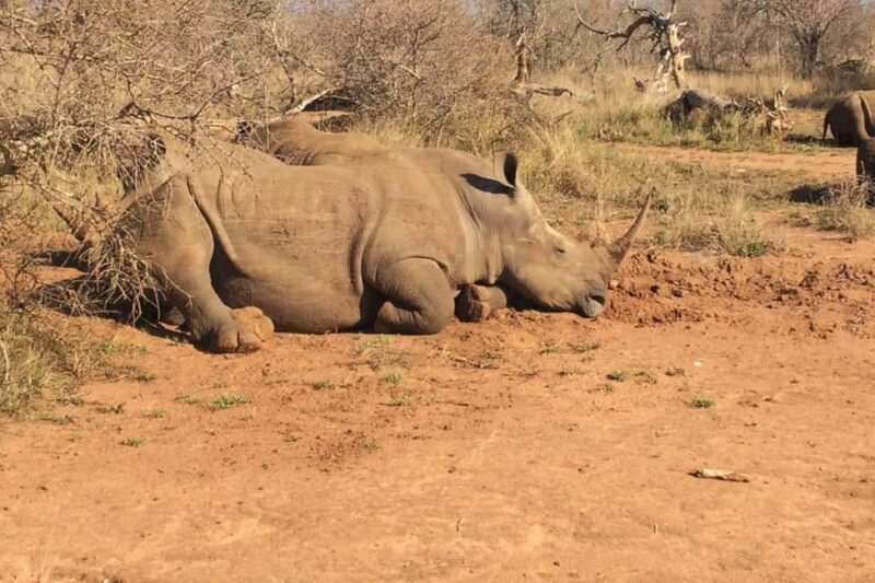 Maputo: 2-Day Hlane National Park Adventure - Key Points