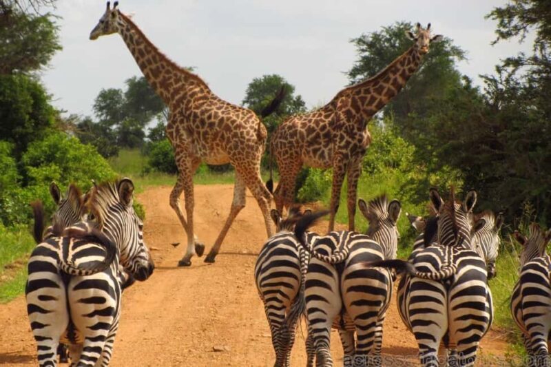 Maputo: 2-Day Hlane National Park Adventure - An In-Depth Look at the 2-Day Hlane National Park Adventure