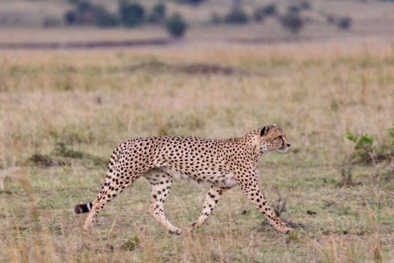 Maputo: 2-Day Hlane National Park Adventure - Practical Considerations