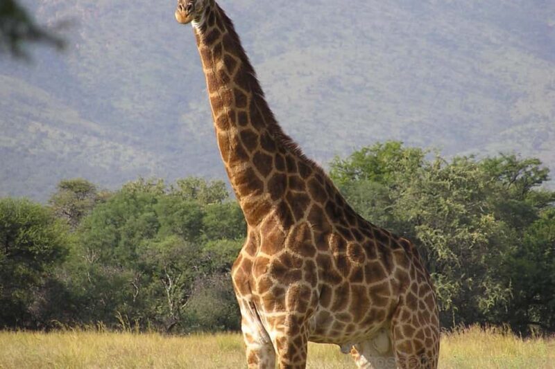 Maputo: 2-Day Hlane National Park Adventure - Who Is This Tour Best For?
