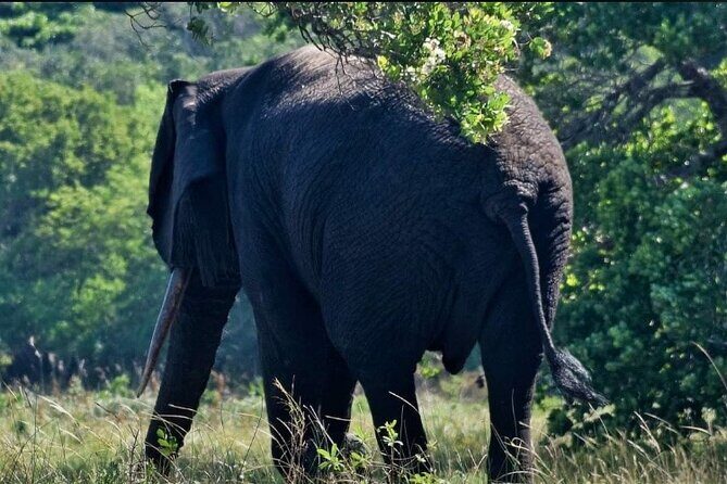 Maputo National Park (Maputo Special Reserve) Full-day Tour - An Introduction to the Experience