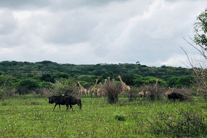 Maputo National Park (Maputo Special Reserve) Full-day Tour - Deep Dive into the Itinerary