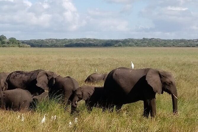 Maputo National Park (Maputo Special Reserve) Full-day Tour - Is This Tour Right for You?