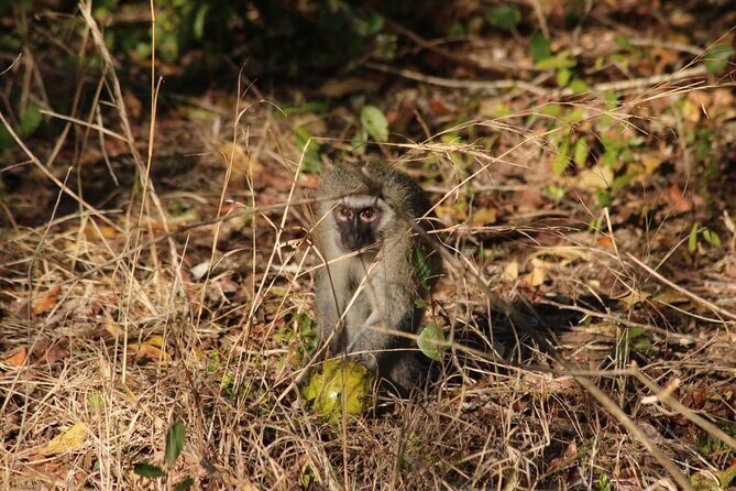Maputo National Park (Maputo Special Reserve) Full-day Tour - FAQ