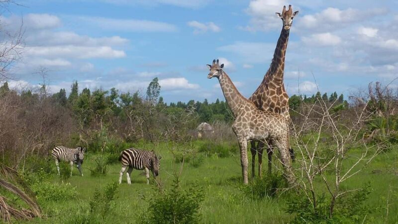 Maputo Reserve National Park: Epic One-Day Safari - Key Points