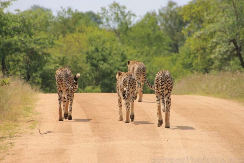 Maputo Special Reserve 3-Day Trip - A Detailed Look at the 3-Day Maputo Special Reserve Trip
