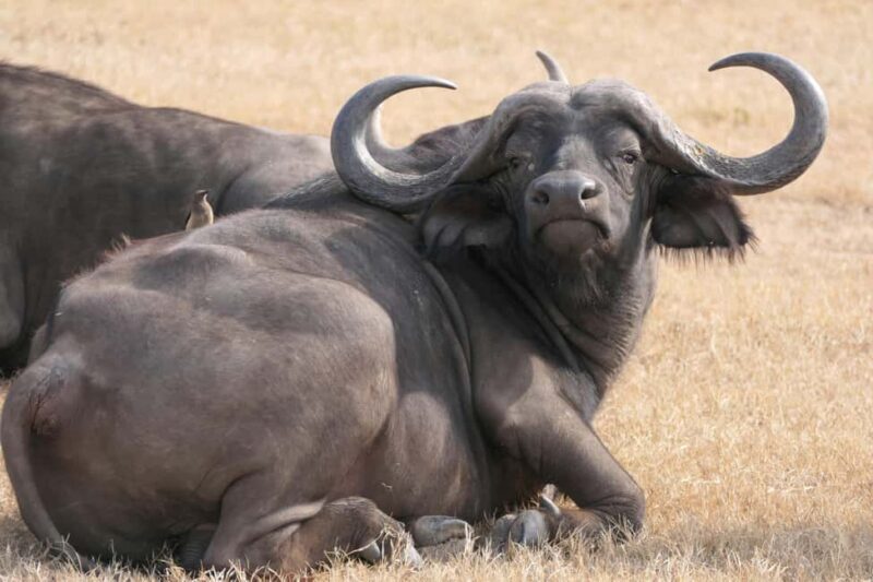 Mara Majesty & Nakuru Splendor  4-Day Wildlife Safari - An In-Depth Look at the 4-Day Safari