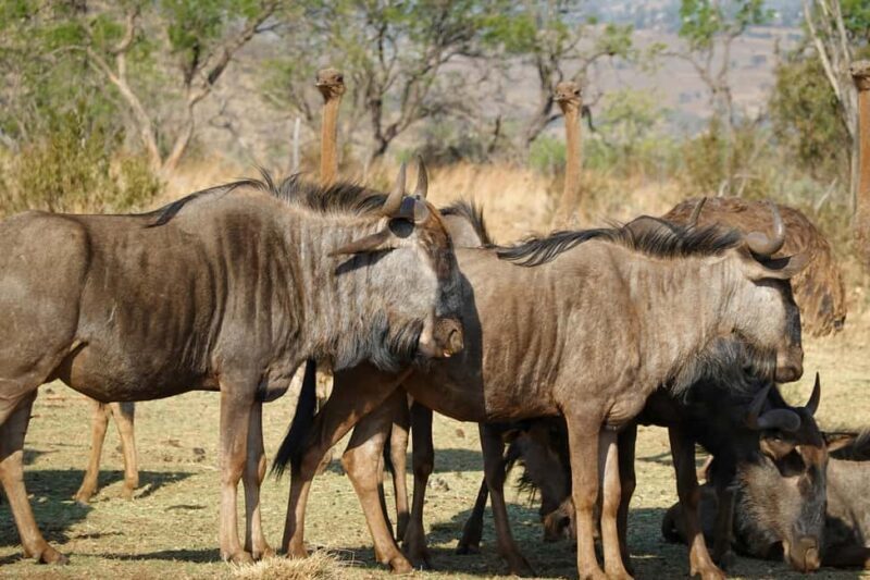 Mara Majesty & Nakuru Splendor  4-Day Wildlife Safari - The Value of This Safari