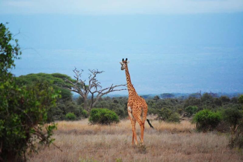 Mara Majesty & Nakuru Splendor  4-Day Wildlife Safari - Who Is This Safari Best For?