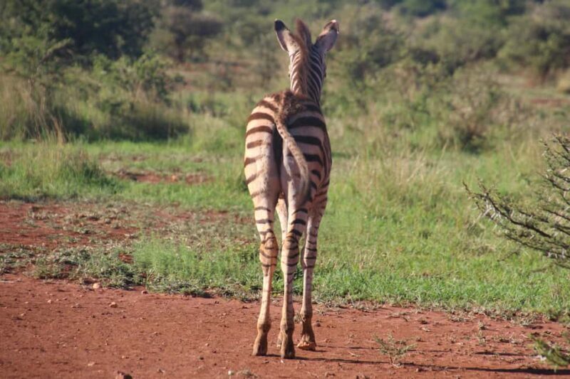 Mara Majesty & Nakuru Splendor  4-Day Wildlife Safari - FAQs