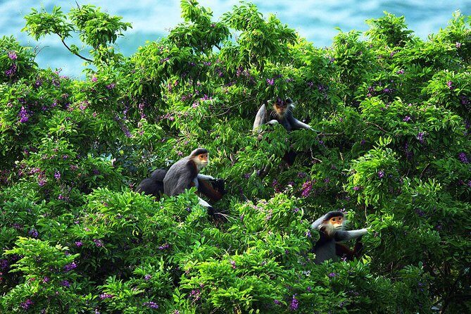 Marble mountain, Am Phu cave and Monkey mountains group tour - FAQs