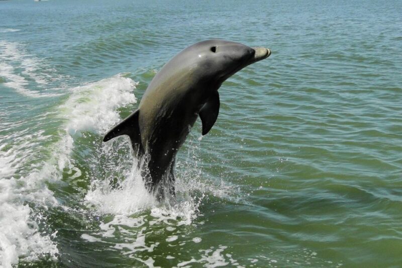 Marco Island: 10,000 Islands Shelling Boat Tour - Practical Recommendations