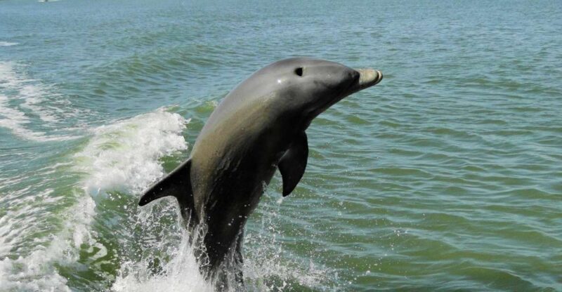 Marco Island: 2-Hour Dolphin, Birding, and Shelling Tour - An In-Depth Look at the Experience
