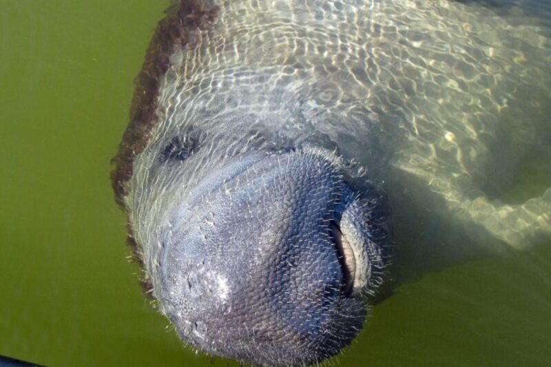 Marco Island: 2-Hour Dolphin, Birding, and Shelling Tour - Who Will Love This Tour?
