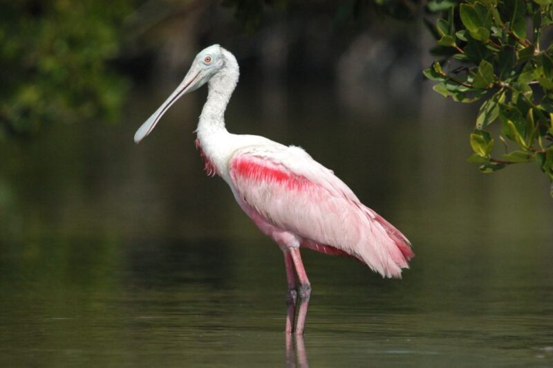 Marco Island: 2-Hour Dolphin, Birding, and Shelling Tour - FAQ