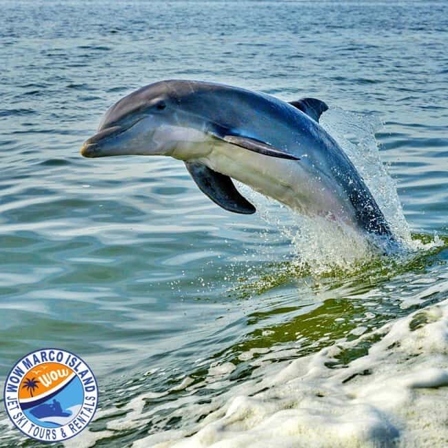 Marco Island: Dolphin Jet Ski Tour - The Experience of Riding a Jet Ski