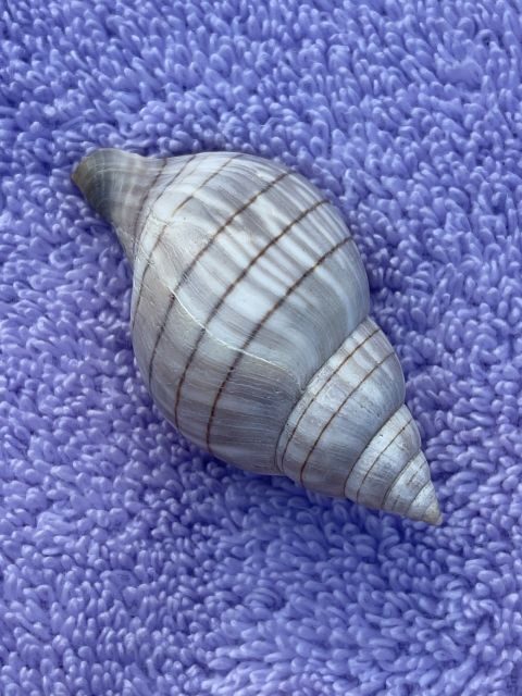 Marco Island: Dolphin, Shelling, Beach & Ten Thousand Island - An Authentic Coastal Adventure from Marco Island