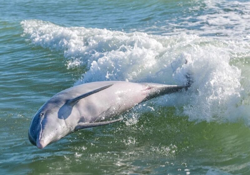 Marco Island: Dolphin, Shelling, Beach & Ten Thousand Island - FAQ