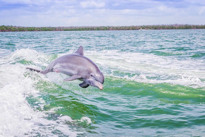 Marco Island Dolphin Sightseeing Tour - The Experience: What to Expect