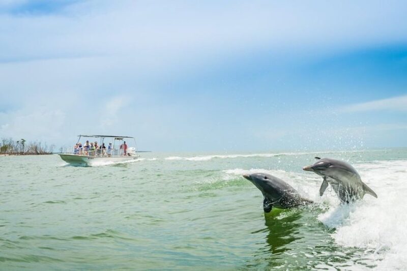 Marco Island: Dolphin-Watching Boat Tour - Key Points
