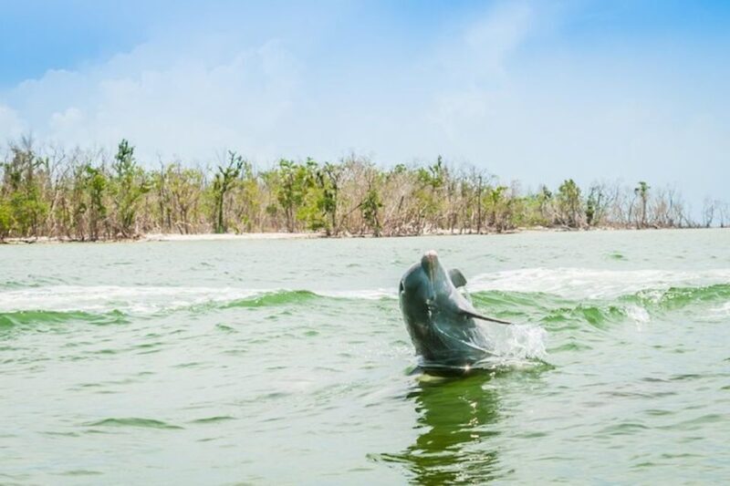Marco Island: Dolphin-Watching Boat Tour - An Authentic Look at the Experience