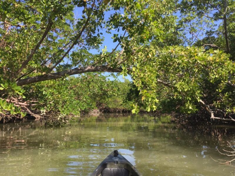 Marco Island: Mangrove Maze Kayak Tour (2hrs) - Authenticity & Reviews