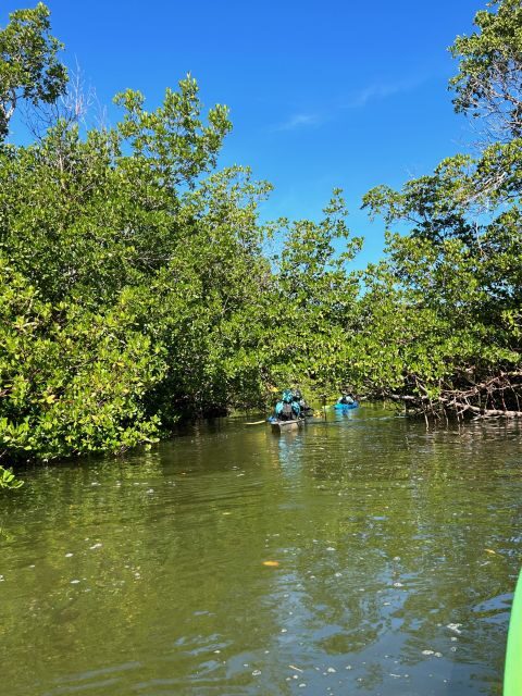 Marco Island: Mangrove Maze Kayak Tour (2hrs) - FAQ