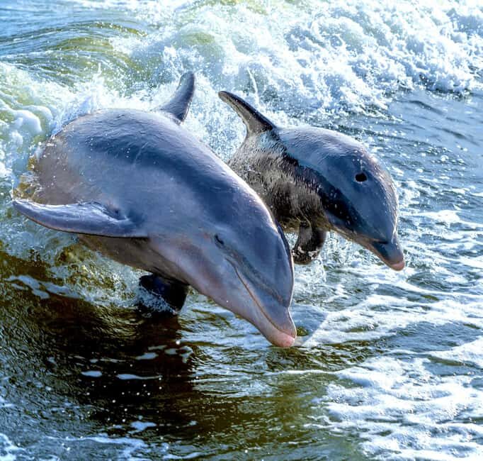 Marco Island: Private Shelling & Dolphin Excursion - Who Is This Tour Best For?