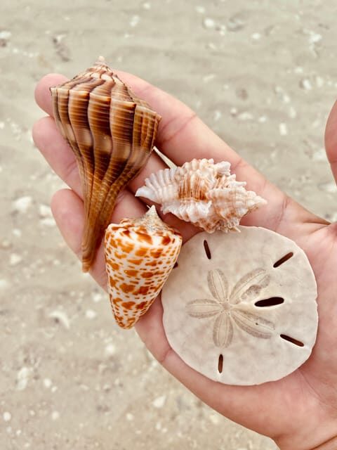 Marco Island: Private Shelling & Dolphin Excursion - Final Thoughts