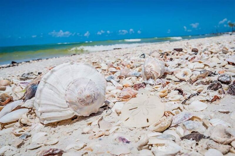 Marco Island: Shelling and Sightseeing Boat Cruise - Wildlife and Bird Watching