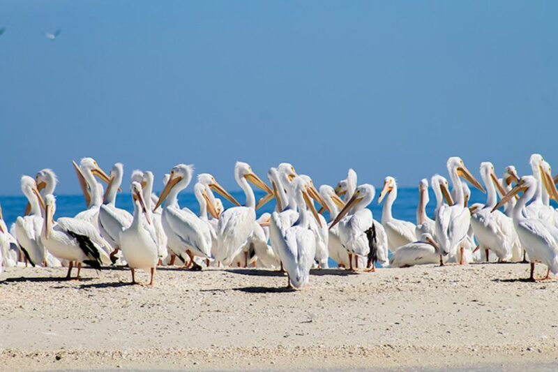 Marco Island: Shelling and Sightseeing Boat Cruise - Comfort, Convenience, and Value