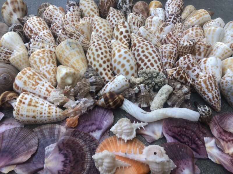 Marco Island: Shelling and Sightseeing Boat Cruise - Practical Details and Tips