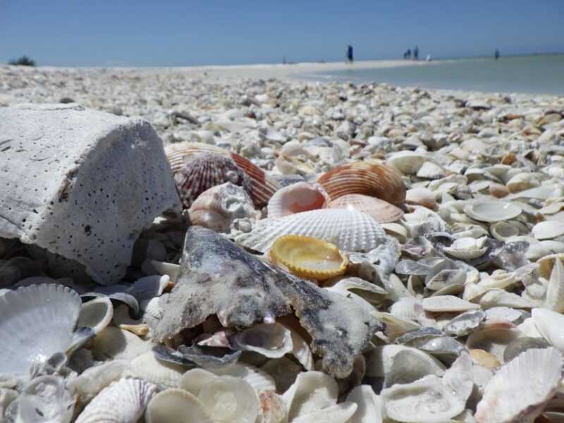 Marco Island: Ten Thousand Islands Shelling & Dolphin Tour - An In-Depth Look at the Tour Experience