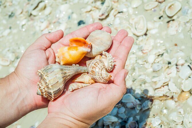Marco Island Wildlife Sightseeing and Shelling Tour - Why This Tour Offers Great Value