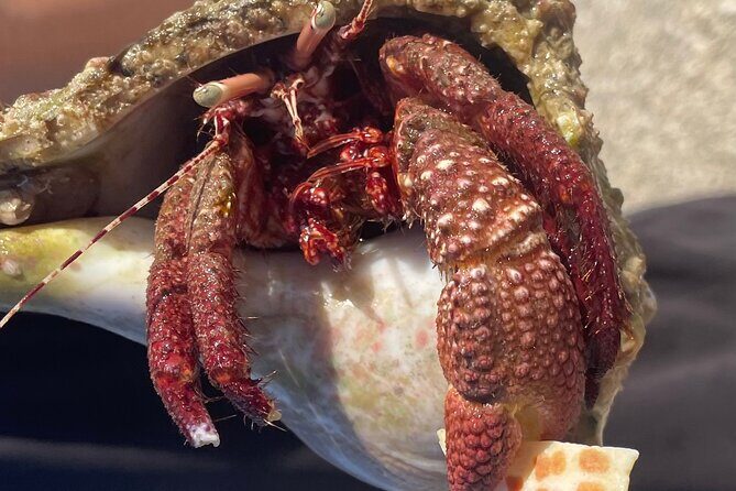 Marco Island Wildlife Sightseeing and Shelling Tour - Who Should Consider This Tour?